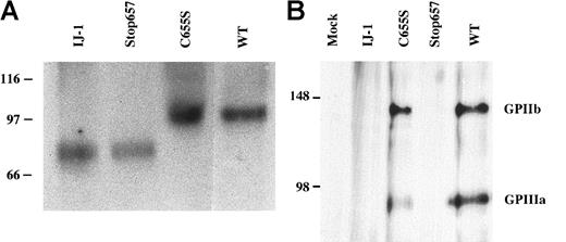 Fig. 6. Detection of GPIIIa and GPIIb/IIIa complex in lysates of transfected cells. / (A) Transfected CHO cell lysates were immunoprecipitated by using polyclonal antibodies against GPIIb and GPIIIa and then detected by immunoblotting using AP5 antibody against GPIIIa. GPIIIa of WT and C655S-containing cells migrated normally at approximately 90 kd, whereas GPIIIa of IJ-1 and Stop657 cells migrated more rapidly, consistent with a truncated protein. (B) Transfected BHK cell lysates were immunoprecipitated using 10E5 monoclonal antibody against GPIIb/GPIIIa complex and detected by immunoblotting using polyclonal antibodies against GPIIb and GPIIIa. GPIIb and GPIIIa were detected in WT and C655S cells, indicating the presence of GPIIb/IIIa complex in these cells, but not in IJ-1, Stop657, and mock cells. Numbers on the left represent molecular weight standards.