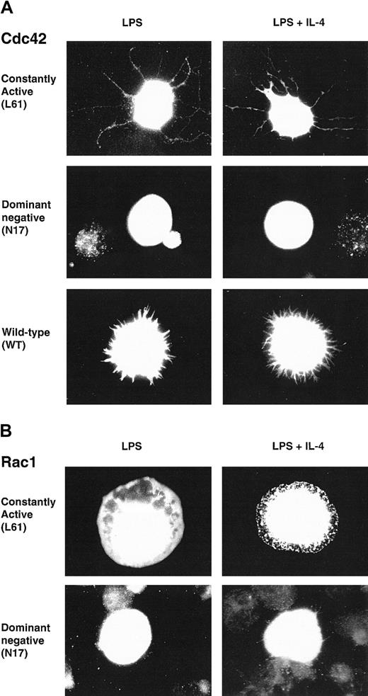 Fig. 1. Cdc42 and Rac1 induce filopodia and lamellipodia in activated B lymphocytes. / Constitutively active (CA), dominant negative (DN), or wild-type (WT)myc-tagged constructs of Cdc42 (A) or Rac1 (B) were transiently electroporated into B lymphocytes, preactivated with LPS for 46 to 50 hours. Cells were diluted in medium containing LPS or LPS plus IL-4 and cultured on anti-CD44–coated glass coverslips for an additional 3 to 4 hours, fixed, permeabilized, and visualized with anti-myc antibodies. Cells were photographed using a camera connected to a fluorescence microscope with a × 100 objective. (A) CA Cdc42 induced filopodia, long microspikes of polymerized actin, whereas DN Cdc42 failed to induce this structure and transfected cells were spherical. WT Cdc42 induced either short filopodialike structures or lamellipodia (not shown). (B) CA Rac1 induced lamellipodia, flattened sheets of polymerized actin, whereas DN Rac1-expressing cells were spherical. Similar observations were made using LPS or LPS plus IL-4–activated B cells. These cells are representative of the morphologic phenotypes detected in more than 5 experiments, including screening of at least 300 cells in each experiment.