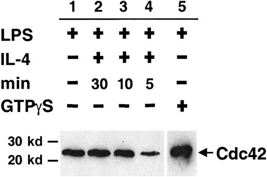 Fig. 2. Short pulses of IL-4 partially and transiently deplete active Cdc42 from the B-cell cytosol. / Detergent extracts of LPS-activated B cells were stimulated with IL-4 for 5 to 30 minutes. Cdc42-GTP was removed from extracts using GST-CRIB (from WASP) coupled to glutathione–Sepharose beads. Bound proteins were identified with Western blotting using anti-Cdc42 antibodies. Experimental groups were as follows: no addition of IL-4 (lane 1), addition of IL-4 for 30 (lane 2), 10 (lane 3), or 5 (lane 4) minutes. LPS extracts preloaded with GTPγS are shown in lane 5. All lanes were on the same membrane, but the exposure time was shorter for lane 5 because the signal was strong. Data are representative of 4 experiments.