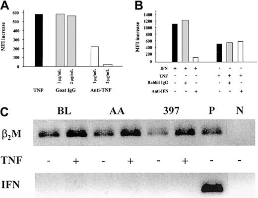 Fig. 3. Effect of TNF-α on the MHC class I antigen-processing machinery is independent of IFN-γ activity. / (A) MHC class I up-regulation in 397 melanoma cell line treated with TNF-α is blocked by TNF-α–neutralizing antibodies. Levels of MHC class I expression in cells treated with TNF-α, alone or in the presence of either goat polyclonal TNF-α–neutralizing antibodies (designated anti-TNF) or unspecific goat IgGs, were monitored by flow cytometry. Level of MHC class I expression in each sample was compared to that in untreated cells, and the difference was expressed as MFI increase. Results of 1 of 2 representative experiments are shown. (B) MHC class I up-regulation in 397 melanoma cell line treated with TNF-α is not blocked by IFN-γ–neutralizing antibodies. Levels of MHC class I expression in cells treated with IFN-γ or TNF-α alone or in the presence of either rabbit polyclonal IFN-γ–neutralizing antibodies (designated anti-IFN) or unspecific rabbit IgGs were monitored by flow cytometry. Level of MHC class I expression in each sample was compared to that in untreated cells, and the difference was expressed as MFI increase. Results of 1 of 3 representative experiments are shown in the figure. (C) Expression of IFN-γ mRNA in BL, AA, and 397 tumor cells as assessed by RT-PCR. PCR products were separated on 1.6% agarose gel and visualized by ethidium bromide staining. Activated CD8+ CTL clone was used as a positive control for IFN-γ mRNA detection (P). Samples containing an aliquot of PCR-grade water were used as negative control (N). To control for RT and PCR amplification steps, β2-microglobulin mRNA was amplified from each sample.