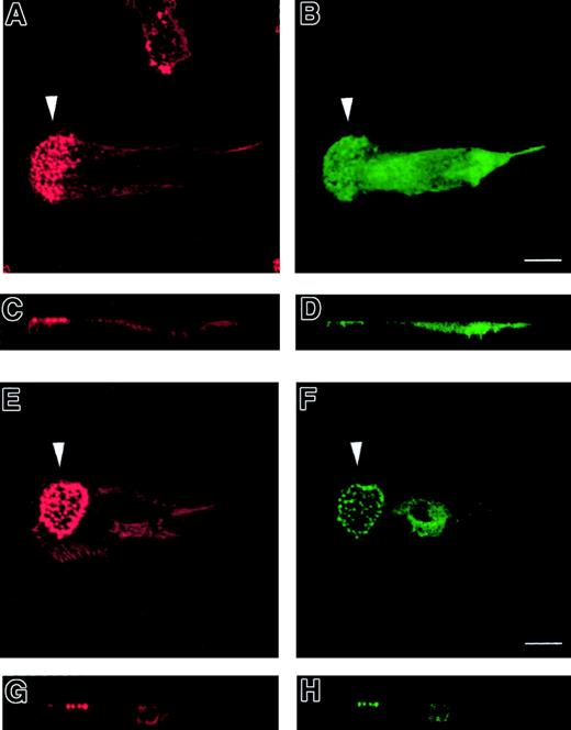 Fig. 4. Normal immature DCs expressing a GFP-WASp fusion protein. / GFP-WASp fusion protein localizes to podosomes in normal immature DCs. Confocal images are shown in horizontal (panels A, B, E, F) and vertical (panels C, D, G, H) planes. TRITC-phalloidin staining of microinjected normal DCs is shown in left-hand panels (panels A, C, E, G). Right-hand panels show expression of EGFP (panels B, D) or EGFP-WASp (panels F, H). While EGFP shows a diffuse distribution within the cytoplasm (panels B, D), EGFP-WASp fusion protein in normal DCs is concentrated at sites of podosomal assembly (panels F, H).