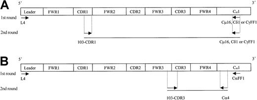 Fig. 2. Strategy for the identification of IgM, IgD, IgG, and IgA transcripts from single HCs. / Ten single tumor cells (FSChi/SSChi/CD11c+) from patient 103 were sorted on a FACS Vantage, and cDNA was prepared by means of random hexamers. A seminested (A, for IgM, IgD, IgG) or a nested (B, for IgA) PCR approach was used to identify each specific isotype transcript from individual HCs. Arrows indicate location of the primers used. Sequence and codon location for each primer are described in Table 1 and Thompsett et al11 (family 4–specific leader primer). FWR indicates framework region; CDR, complementary determining region; and C, constant region.