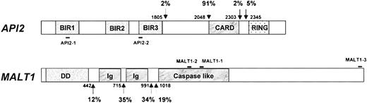 Fig. 1. Schematic presentation of. / API2 and MALT1 gene structure and primer position. Known breakpoints are indicated by arrows, and nucleic acids are numbered according to cDNA sequence of theAPI2 (GenBank, NM_001165) and MALT1 genes (AB026118). The frequency of individual known breakpoints was given.38-42 Solid bar indicates the position of primers used.