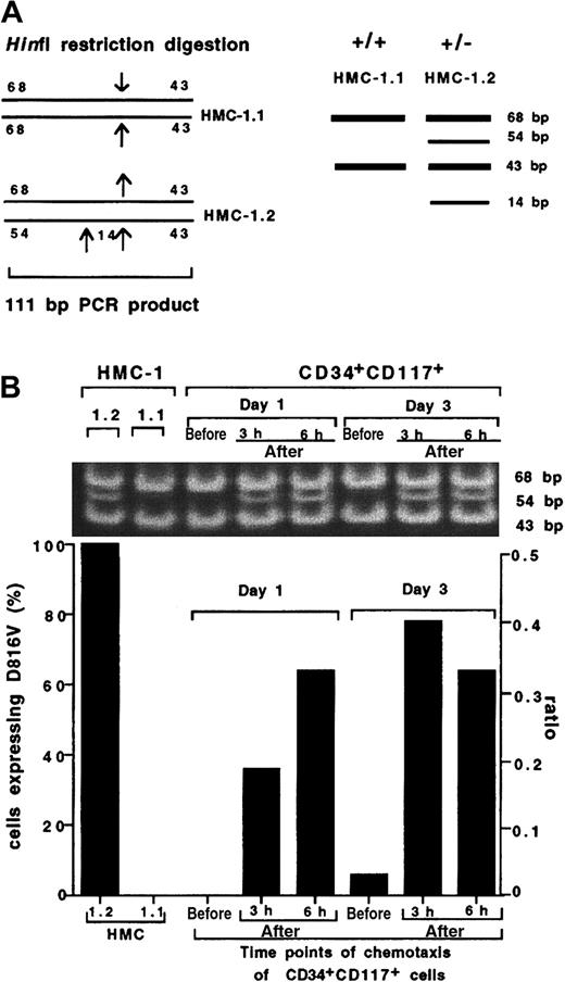 Fig. 4. Preferential migration of CD34+CD117+ cells with the D816V mutation. / (A) A schematic diagram of the HinfI restriction sites in the 111-bp PCR product from HMC-1.1 and HMC-1.2 control cell lines. Predicted sizes for the sequence from the wild-type control cell line HMC-1.1 (without the kit D816V mutation) are 68 and 43 bp and for the positive control cell line HMC-1.2 (heterozygous for the Kit D816V mutation) are 68, 54, 43, and 14 bp. (B) RepresentativeHinfI restriction digestion and quantification by gel fluorescence imaging of the D816V mutation in CD34+CD117+ cells obtained from a patient with mastocytosis compared to control cell lines HMC-1.1 (wt) and HMC-1.2 (D816V) (the 14-bp band is not shown in this figure). CD34+CD117+ cells were harvested after 1 and 3 days of culture and analyzed for the D816V mutation in the starting population and in the bottom chamber at 3 and 6 hours following chemotaxis to SCF (10 ng/mL). An experiment using cells from a second patient yielded similar results. The percent total cell migration for each population was HMC1.2, 7.5%; HMC1.1, 5.7%; CD34+CD117+, day 1, 3 hours, 6.5%; CD34+CD117+, day 1, 6 hours, 8%; CD34+CD117+, day 3, 3 hours, 6.3%; CD34+CD117+, day 3, 6 hours, 13.8%.