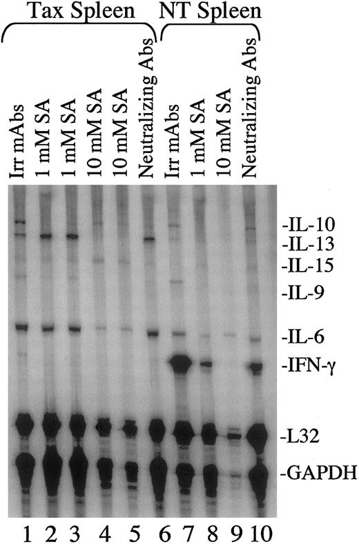 Fig. 5. Sodium salicylate inhibits cytokine mRNA expression in mouse splenocytes. / Total RNA (10 μg) was extracted from NT (lanes 7-10) and Tax transgenic (lanes 1-6) mouse spleens following treatment with sodium salicylate (SA, lanes 2-5 and 8-9) or neutralizing cytokine antibodies (lanes 6 and 10) for 16 hours. NT splenocytes were also stimulated with 500 U/mL IL-2 plus 10 μg/mL PHA. Neutralizing antibodies included monoclonal antibodies to IL-6 and IL-10 (1 μg/mL), polyclonal antibodies to IFN-γ (10 μg/mL), and monoclonal antibodies to the IL-2Rβ chain (10 μg/mL). Irrelevant GST monoclonal antibodies (10 μg/mL) were used as negative controls (lanes 1 and 7). RNase protection assays were performed as described in Figure 1. A total of 3 spleens from NT mice and 3 spleens from Tax transgenic mice were tested, and a representative gel is shown. Lanes 2 and 3 and lanes 4 and 5 are each duplicate samples of the same cultured splenocytes.