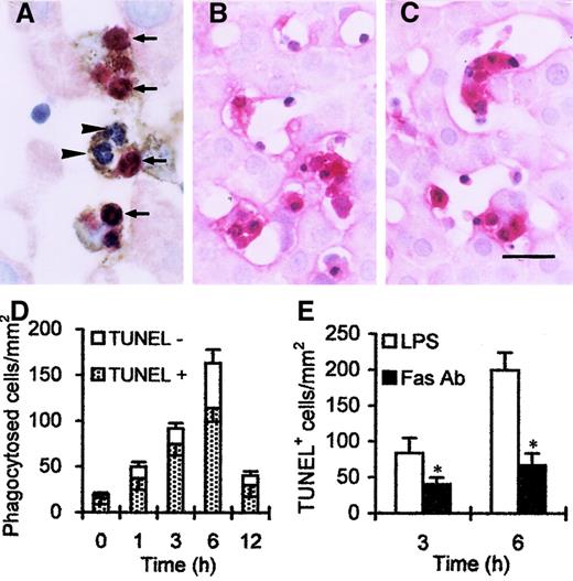 Fig. 4. PMNs and Kupffer cells in the liver. / (A) Double staining showed that TUNEL-positive (red, arrows) and TUNEL-negative (blue, arrowheads) PMNs were trapped by ED2+Kupffer cells (brown). Both PMNs and Kupffer cells were labeled by Fas (B) and FasL (C) after LPS injection. (D) Number of phagocytosed cells peaked 6 hours after LPS injection; moreover, TUNEL-negative cells occupied more than 30% in phagocytosed cells. (E) Number of TUNEL-positive cells was reduced at 3 hours, and significant reduction was observed 6 hours after combined treatment with anti-Fas Ab, compared with LPS treatment alone. *P < .05 versus LPS treatment only. Scale bar, 20 μm.