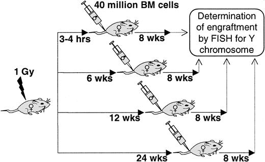 Fig. 1. Schematic representation of host irradiation schedule prior to transplantation. / BALB/c female hosts were irradiated 0, 6, 12, and 24 weeks prior to intravenous infusion of 40 × 106 male BALB/c bone marrow cells. Percent engraftment was measured 8 weeks after transplantation by FISH for Y chromosomes.