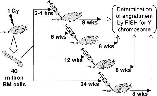 Fig. 2. Schematic representation of donor irradiation and harvest delay schedule. / BALB/c male donors were irradiated (1 Gy) 0, 6, 12, and 24 weeks prior to bone marrow harvest and intravenous infusion of 40 × 106 bone marrow cells into female BALB/c recipients treated with 1 Gy WBI. Percent engraftment was measured 8 weeks after transplantation by FISH for Y chromosomes.