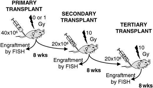 Fig. 3. Schematic representation of sequential transplant experiments. / A total of 40 × 106 male BALB/c bone marrow cells were injected intravenously into 0- or 1 Gy–treated female BALB/c recipients. At 8 weeks, hosts were killed and engraftment evaluated by FISH for Y chromosomes. A secondary transplant was performed using 20 × 106 chimeric bone marrow cells into 10 Gy–treated female BALB/c. In the same way, a tertiary transplant was performed.
