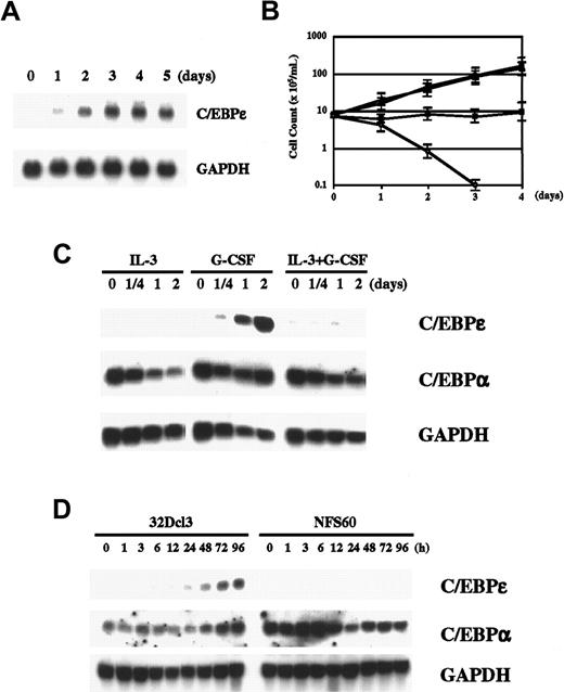 Fig. 1. G-CSF regulates C/EBPε. / (A) Induction of C/EBPε by G-CSF. Total RNA extracted from 32Dcl3 cells (20 μg) treated with 50 ng/mL recombinant human G-CSF for the indicated times was subjected to Northern blot analysis. (B) Growth curve for 32Dcl3 cells cultured in various cytokines. The 32Dcl3 cells maintained in the presence of IL-3 were washed extensively with PBS and transferred to medium containing 25 U/mL IL-3 (●), 50 ng/mL G-CSF (▪), IL-3 and G-CSF (▴), or medium without cytokines (○). Viable cells were counted using the trypan blue dye exclusion method at the times indicated. Cells were diluted with each medium to keep cell density within 2 to 10 × 105/mL. (C) Expression of C/EBPε and C/EBPα in 32Dcl3 cells treated with IL-3, G-CSF, or both. Cells growing in IL-3 were washed twice with PBS and transferred to medium containing the indicated cytokines. Northern blot analysis was done as described above. (D) Comparison of expression of C/EBPε and C/EBPα in 32Dcl3 cells and NFS60 cells. Cells were starved in RPMI 1640 with 10% FBS lacking cytokines for 14 hours and then stimulated with 50 ng/mL G-CSF for the times indicated. Each total RNA (20 μg) was then analyzed by Northern blot analysis.