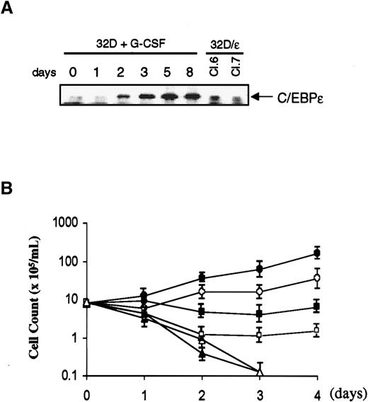 Fig. 2. Protein expression and growth characteristics of 32Dcl3 cells expressing C/EBPε. / (A) Parental 32Dcl3 cells were washed and transferred from medium containing IL-3 to G-CSF, and cell lysates were prepared at the times indicated. Lysates of 32D/ε cells were obtained from cells growing in IL-3. Each protein extract (50 μg) was resolved on 4% to 20% gradient SDS-polyacrylamide gel and transferred to a nitrocellulose membrane. The membrane was probed with polyclonal antibody against C/EBPε. (B) Parental 32Dcl3 cells (solid symbols) and 32D/ε cells (open symbols) maintained in IL-3 were washed with PBS and transferred to medium containing 25 U/mL IL-3 (circle), 50 ng/mL G-CSF (square), or no cytokines (triangle). Viable cells were counted using the trypan blue dye exclusion method. Cells were diluted with each medium to keep cell density within 2 to 10 × 105/mL.