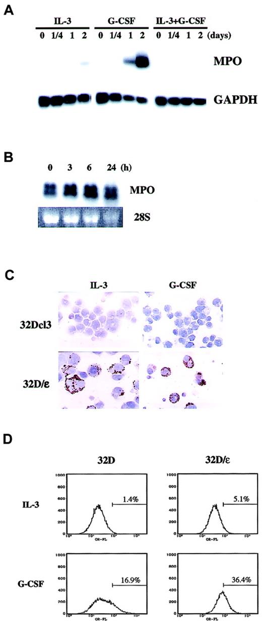 Fig. 4. Constitutive MPO and enhanced Mac-1α expression in 32D/ε cells. / (A) MPO mRNA expression in 32Dcl3 cells. The blot shown in Figure 1C was reprobed with MPO. (B,C) 32D/ε cells cultured in IL-3 were washed twice with PBS and then stimulated with 50 ng/mL G-CSF. Cells were harvested at the times indicated and subjected to Northern blot analysis (B). Expression of MPO was confirmed by immunohistochemical staining of 32Dcl3 and 32D/ε cells cultured in IL-3 or treated with 50 ng/mL G-CSF for 3 days (C; original magnification, ×400). (D) FACS analysis of Mac-1α in 32D and 32D/ε cells cultured in IL-3 or treated with 50 ng/mL G-CSF for 3 days.