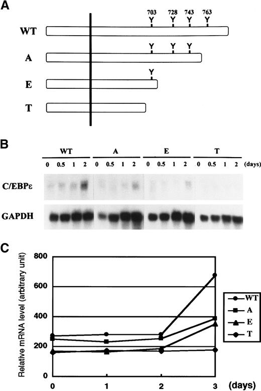 Fig. 5. Induction of C/EBPε by mutant G-CSF receptor. / (A,B) FDCP1 cells expressing various truncation mutants of G-CSF receptor described in panel A were analyzed for expression of C/EBPε (B). Cells growing in IL-3 were washed twice with PBS and transferred to medium containing 50 ng/mL G-CSF. Cells were harvested at the times indicated and subjected to Northern blot analysis. (C) Relative mRNA induction of C/EBPε. Northern blotting film shown in panel B in the linear exposure was subjected to densitometric analysis. The graph is plotted as the signal ratio of C/EBPε compared with GAPDH. WT indicates wild-type G-CSF receptor; detailed constructions of A, E, and T mutants are described in Fukunaga et al.23
