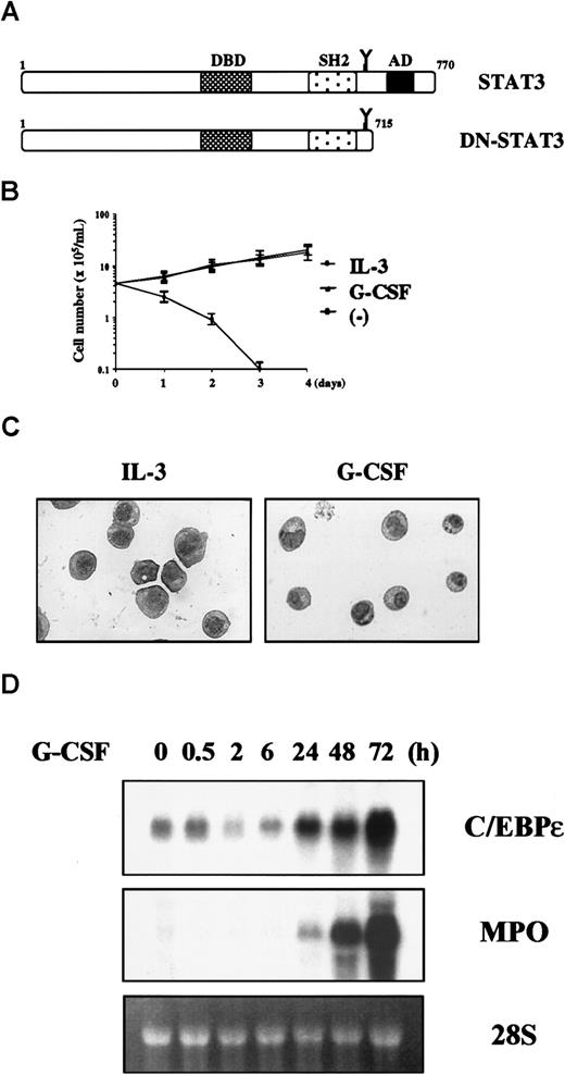 Fig. 6. The 32D cells expressing dominant-negative STAT3 show differentiation block but normal C/EBPε induction. / (A) Construction of dominant-negative STAT3. (B) Growth curve of 32D/DN-STAT3. Cells were cultured in 25 U/mL IL-3 (○), 50 ng/mL G-CSF (▴), or without cytokines (▪). (C) Morphologic features of 32D/DN-STAT3 cells cultured in IL-3 or G-CSF and stained with Wright-Giemsa stain (original magnification, ×400). (D) Expression of C/EBPε and MPO mRNA in 32D/DN-STAT3 cells. Cells were transferred from IL-3 to G-CSF and subjected to Northern blot analysis at the times indicated.