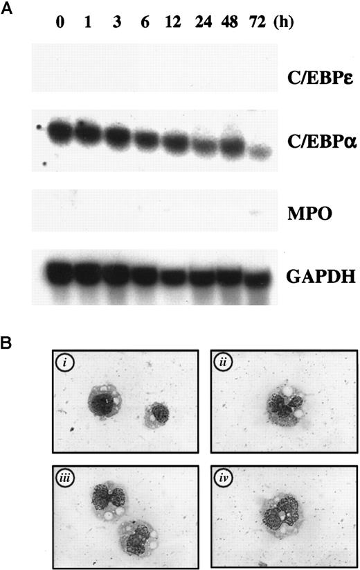 Fig. 7. C/EBPε is critical in myc-induced differentiation block in 32D/myc cells. / (A) Expression of C/EBPε, C/EBPα, and MPO in 32D/myc cells. Cells maintained in IL-3 were washed and transferred to medium containing 50 ng/mL G-CSF. The cells were harvested at the times indicated and subjected to Northern blot analysis. (B) Ectopic expression of C/EBPε induces differentiation in 32D/myc cells. C/EBPε expression vector (20 μg) with a cistronic zeomycin-resistance marker (pcDNA3Zeo-C/EBPε) was electroporated into 32D/myc cells, and transfected cells were selected with 750 μg/mL zeomycin for 6 days. The empty vector was used as a negative control (i indicates negative control; and ii-iv, C/EBPε-transfected cells). Morphologic features of cells were visualized by using Wright-Giemsa staining (original magnification, ×400).