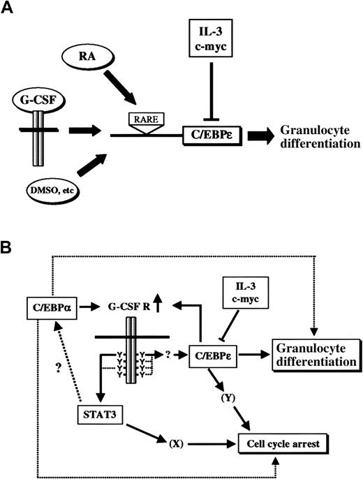 Fig. 8. C/EBPε is an integrator of multiple signaling pathways that induce myeloid differentiation. / (A) Expression of C/EBPε is up-regulated not only by G-CSF but also by retinoic acid and other differentiation-inducing chemicals. Retinoic acid (RA) acts through the retinoic acid responsive element (RARE) on the promoter of C/EBPε. IL-3 and c-myc suppress C/EBPε expression at the transcriptional level. (B) A model of G-CSF–induced granulocytic differentiation. C/EBPα up-regulates G-CSF receptor and enhances signals to induce STAT3 and C/EBPε. Expression of G-CSF receptor can also be induced by C/EBPε as a positive feedback regulation. C/EBPε induces morphologic and functional differentiation to granulocytes and may be involved in cell-cycle arrest. STAT3 is critical for cell-cycle arrest, cooperatively or independently with C/EBPε. STAT3 may also be essential for differentiation, and C/EBPα is one possible downstream target of the STAT3-dependent pathway.