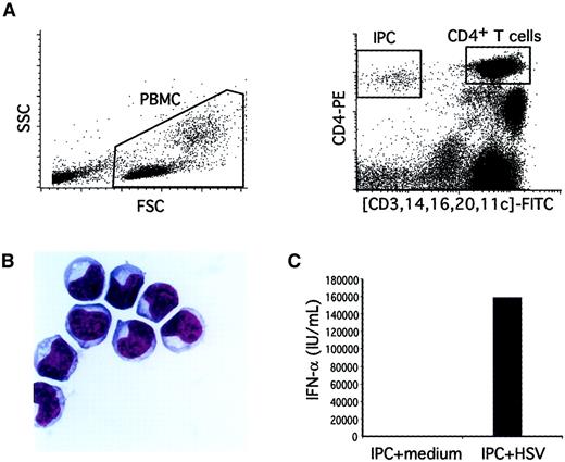 Fig. 1. Validation of the flow cytometry method to quantify blood IPCs. / (A) Total viable PBMCs were gated based on their forward and side scatter (left panel). After a 2-color staining with anti–CD4-PE and (CD3, CD14, CD16, CD20, CD11c)-FITC, IPCs were identified as CD4+FITC− cells (right panel). CD4+ T cells were identified as CD4highFITChigh cells (right panel). For the IPC quantification, 105 PBMCs were analyzed and the percentage of cells was determined by using the quadrant-stat function (CellQuest). For purification of IPCs, CD4+FITC− cells were sorted. (B) Purified IPCs display a typical plasmacytoid morphology on cytospin preparation after Giemsa staining (×100). (C) Purified IPCs produce high amounts of type I IFN after 24 hours' stimulation with herpes simplex virus-1 as compared to cultures in medium alone.