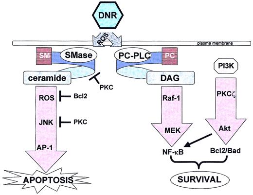 Fig. 1. Daunorubicin triggers both apoptotic and survival pathways. / DNR indicates daunorubicin; ROS, reactive oxygen species; SM, sphingomyelin; PC, phosphatidylcholine; SMase, sphingomyelinase; PC-PLC, phosphatidylcholine-specific phospholipase C; DAG, diacylglycerol; PI3K, phosphoinositide 3-kinase; PKC, protein kinase C; JNK, c-Jun N-terminal kinase; AP-1, activated protein-1; MEK, mitogen-activated protein kinase kinase 1; NF-κB, nuclear factor-κB.