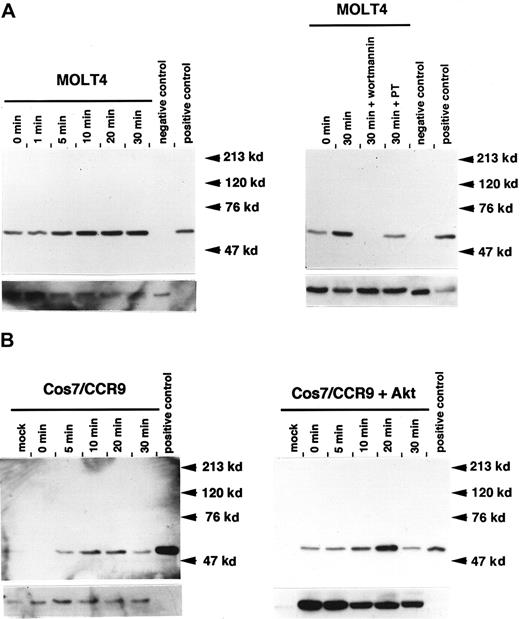 Fig. 3. Phosphorylation of Akt via the CCR9/TECK interaction. / (A) At different time points, 1 × 107 MOLT4 cells were serum starved and stimulated with 50 nM TECK. Phosphorylated Akt was detected by means of phospho-specific Akt antibody (S473). Subsequently, the used blot was stripped and reprobed with pan-Akt antibody. For inhibitor experiment, the serum-starved MOLT4 cells were pretreated with WM or PT for 1 hour and stimulated with 50 nM TECK for 30 minutes. Western blot analysis was conducted by means of phospho-specific Akt antibody (S473). Positive control is cell lysate prepared from NIH3T3 cells stimulated with platelet-derived growth factor (PDGF), whereas negative control is cell lysate prepared from unstimulated NIH3T3 cells. (B) Cos7 cells were transiently transfected with CCR9 alone or with CCR9 and Akt coexpression vector and stimulated with 50 nM TECK. Phosphorylated Akt or total Akt was detected as described above. The bottom pictures in each panel represent expression levels of total Akt. These results are 1 of at least 3 reproducible experiments.
