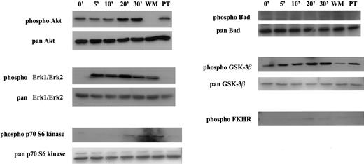 Fig. 4. Activation of multiple signal transducers via the CCR9/TECK interaction. / MOLT4 cells were serum starved overnight and stimulated with 50 nM TECK for different amounts of time. For inhibitor experiments, the serum-starved MOLT4 cells were pretreated with WM or PT prior to stimulation and subsequently stimulated with TECK for 30 minutes. Activated signal transducers were detected by respective phospho-specific antibodies. This is 1 of at least 2 reproducible experiments.