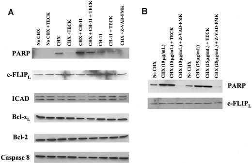 Fig. 7. Blocking of c-FLIPL–independent CHX-induced apoptosis by TECK. / (A) MOLT4 cells were stimulated with given treatments for 6 hours. Protein lysates were prepared, and Western blot analysis was conducted with the use of specific antibodies. For the detection of cleaved poly (adenosine 5′-diphosphate–ribose) polymerase (PARP), cleavage-specific antibody was used. (B) MOLT4 cells were treated with CHX at varied concentrations in the presence of TECK or Z-VAD-FMK for 8 hours. Western blots were performed with the use of anti-cleavage–specific PARP and anti–c-FLIPL. This is one of 2 reproducible experiments.