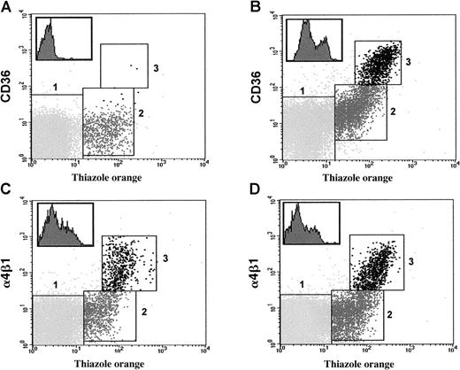 Fig. 1. Flow cytometry analysis of CD36 and α4β1 on RBCs and reticulocytes from SS patients. / Typical profiles showing the simultaneous staining with anti-CD36 (panels A, B) or anti-α4β1 (panels C, D) antibody and thiazole orange of erythroid cell populations (RBCs and reticulocytes) from CD36− (panels A, C) and CD36+ (panels B, D) patients homozygous for Hb S (SS). Mature RBCs, mature reticulocytes, and immature reticulocytes were gated in regions 1, 2, and 3, respectively, according to the intensity of staining with the reagents used. Inserts in the upper left corners show histograms illustrating the heterogeneous expression of CD36 (panel B) and α4β1 (panels C, D) on reticulocytes gated in both regions 2 and 3.