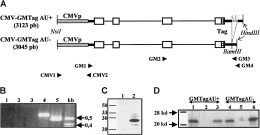 Fig. 1. GM-CSF gene constructions with or without ARE. / (A) Schematic representation of the CMV-GMTag AU+and AU− DNA constructs. Gray box indicates CMV promoter; thick black lines, 5′ and 3′ UTRs; thin lines, introns; open boxes, coding region; gray thick line, ARE; and hatched box, c-Myc Tag. Primers used for PCR or RT-PCR and relevant restriction sites are indicated. (B) RT-PCR products derived from RNA of L-929 cells untransfected or transfected with both constructs. Lane 1, untransfected L-929 cells; lane 2, L929 cells treated with cycloheximide; lane 3, L929 cells stably transfected with pBK-CMV–GMTag AU+; lane 4, pBK-CMV–GMTag AU+transfected L-929 cells treated with cycloheximide; lane 5, L929 cells stably transfected with pBK-CMV–GMTag AU−. (C) Detection of GMTag by Western blot; 15 μL 30 × concentrated supernatant of nontransfected (lane 1) or pBK-CMV–GMTag AU− transfected HeLa cells was loaded on 15% SDS-PAGE and blotted on nylon membrane. The membrane was incubated with goat antimouse GM-CSF primary antibody and HPR-coupled rabbit antigoat secondary antibody and revealed by ECL. (D) Translation of in vitro transcribed GM-Tag AU+ and AU− mRNAs in rabbit reticulocyte lysate. After translation, 10 μL of the reaction was immunoprecipitated with anti–GM-CSF or anti-Tag antibodies. The immunoprecipitated products were analyzed by SDS-PAGE and autoradiography. Lanes 1, 2, and 3, GMTag AU+ RNA translation product immunoprecipitated with antimouse GM-CSF antibody (lane 1), anti-Tag antibody (lane 3), or no antibody (lane 2); lanes 4, 5, and 6, GMTag AU−translation product immunoprecipitated with anti–GM-CSF (lane 4), anti-Tag (lane 6) antibodies, or no antibody (lane 5).