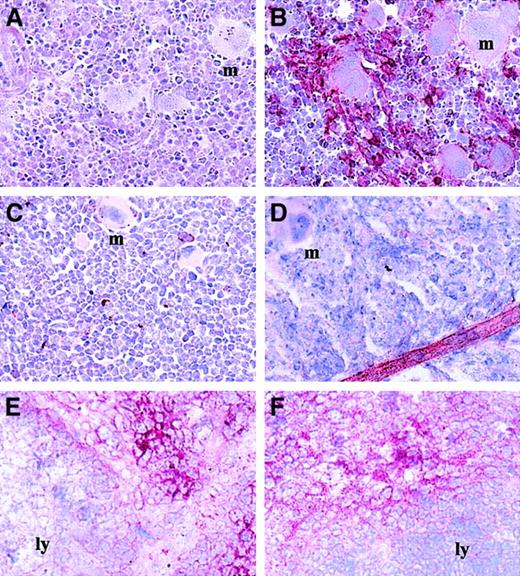 Fig. 1. Expression of VCAM-1 is reduced in the BM of mice mobilized with G-CSF. / BM monolayers were stained with the mAb M/K2-7 (B-F) or with an isotypic control (A). BM were isolated from mice infused for 6 days with saline (A,B) or G-CSF (C,D). Panels E and F show VCAM-1 staining on frozen sections of spleens from mice infused for 6 days with saline (E) or G-CSF (F). Some of the megakaryocytes present in these BM samples are indicated with the letter “m”; the lymphoid areas of the spleen are indicated by “ly.” Each micrograph is representative of BM monolayers from 15 to 27 different mice in each group. The red color shows VCAM-1 staining (× 250 magnification).
