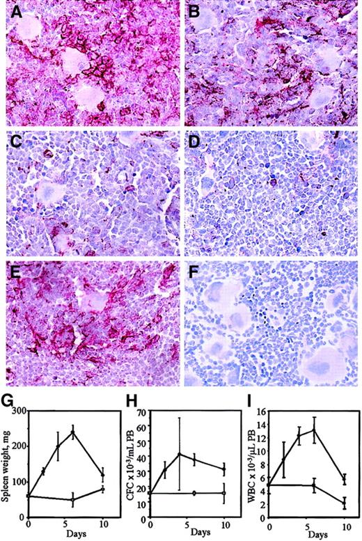 Fig. 2. VCAM-1 expression in the BM during the course of G-CSF administration. / Mice were injected with either saline for 6 days (A) or G-CSF for 2 days (B), 4 days (C), or 6 days (D). In panels E and F, BM was taken 4 days after cessation of a 6-day course of G-CSF injection. Marrows were stained with MK/2-7 (A-E) or with an isotypic control (F). The red color shows VCAM-1 staining (× 250 magnification). Spleen weights from G-CSF– (●) and saline- (■) treated mice and the number of circulating CFCs and white blood cells (WBC) in the PB are shown in panels G, H, and I. Data represent mean ± SEM (6 mice/time point).