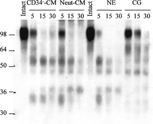Fig. 6. Time-course of huVCAM-1 degradation by NE, CG, BM CD34− cell– and PB neutrophil–conditioned media. / rhuVCAM-1 was incubated at 37°C for 0, 5, 15, or 30 minutes in the presence of either human CD34− cell– or neutrophil-conditioned media, purified human NE, or purified human CG and analyzed by immunoblotting.