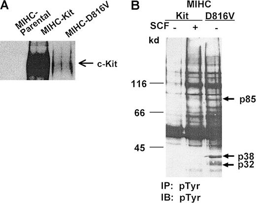 Fig. 1. Expression of D816V c-Kit in MIHC results in constitutive tyrosine phosphorylation of multiple proteins. / (A) Human c-Kit protein is expressed in MIHCs infected with wild-type or D816V c-Kit. Equivalent amounts of protein from clarified lysates of parental MIHCs or MIHCs infected with the indicated human c-Kit construct were immunoprecipitated with antibody specific for c-Kit, resolved with SDS-PAGE, transferred to Immobilon, and immunoblotted with antiserum specific for c-Kit. (B) Comparison of phosphotyrosyl proteins in MIHCs expressing wild-type or D816V c-Kit. Cells were incubated for 10 minutes with or without huSCF (100 ng/mL) as indicated, lysed, and immunoprecipitated (IP) with antibody specific for phosphotyrosine (PY-20). Samples were resolved using SDS-PAGE, transferred to Immobilon, and immunoblotted (IB) with antibody specific for phosphotyrosine (4G10). Phosphotyrosyl proteins were visualized with enhanced chemiluminescence (ECL).