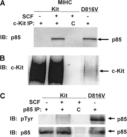 Fig. 2. The 85-kd regulatory subunit of PI3K is constitutively associated with D816V c-Kit. / (A) p85PI3K coimmunoprecipitates with D816V c-Kit. Indicated cells were incubated in the presence or absence of huSCF for 10 minutes and lysed. Equivalent amounts of protein from the clarified lysates were immunoprecipitated with antisera specific for c-Kit or a matched control antibody, idicated by C. Immunoprecipitates were washed, proteins were resolved with SDS-PAGE and transferred to Immobilon, and the lower portion of the membrane was immunoblotted (IB) with antisera specific for p85PI3K. Proteins were visualized with ECL. (B) Comparison of the expression levels of wild-type and D816V c-Kit in MIHCs. The upper portion of the membrane from panel A was immunoblotted with antisera specific for human c-Kit. (C) The 85-kd regulatory subunit of PI3K is constitutively phosphorylated in cells expressing D816V c-Kit. Indicated cells were incubated in the presence or absence of huSCF for 10 minutes and lysed. Equivalent amounts of protein from the clarified lysates were immunoprecipitated with antisera specific for p85PI3K or a matched control antibody, indicated by C. Immunoprecipitates were washed, and proteins were resolved with SDS-PAGE and transferred to Immobilon. The membrane was immunoblotted (IB) first with antisera specific for phosphotyrosine (upper panel), then stripped and reprobed with antibody specific for p85PI3K (lower panel).