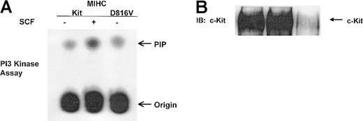 Fig. 3. D816V c-Kit is constitutively associated with higher levels of PI3K activity than wild-type c-Kit. / Indicated cells were incubated in the presence or absence of huSCF for 10 minutes and lysed. Equivalent amounts of protein from the clarified lysates were immunoprecipitated with antisera specific for c-Kit and divided in half. One portion of the immunoprecipitate was used to assess c-Kit–associated PI3K activity (shown in panel A) as described in “Materials and methods.” The other portion of the c-Kit immunoprecipitate was resolved with SDS-PAGE, transferred to Immobilon, and immunoblotted (IB) with antisera specific for c-Kit (shown in panel B).