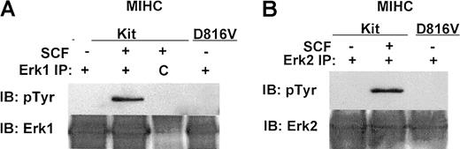 Fig. 5. Erk1 and Erk2 are not constitutively phosphorylated in MIHCs expressing D816V c-Kit. / Cells were incubated in the presence or absence of huSCF for 10 minutes and lysed. Equivalent amounts of protein from the clarified lysates were immunoprecipitated (IP) with antisera specific for Erk1 or Erk2 (panels A and B, respectively) or with a matched control antibody, indicated by C. Immunoprecipitates were washed, and proteins were resolved with SDS-PAGE, transferred to Immobilon, and immunoblotted (IB) with antisera specific for phosphotyrosine (A and B, upper panels). Proteins were visualized with ECL. Blots were then stripped and reprobed with antisera specific for Erk1 (A, lower panel) or Erk2 (B, lower panel).