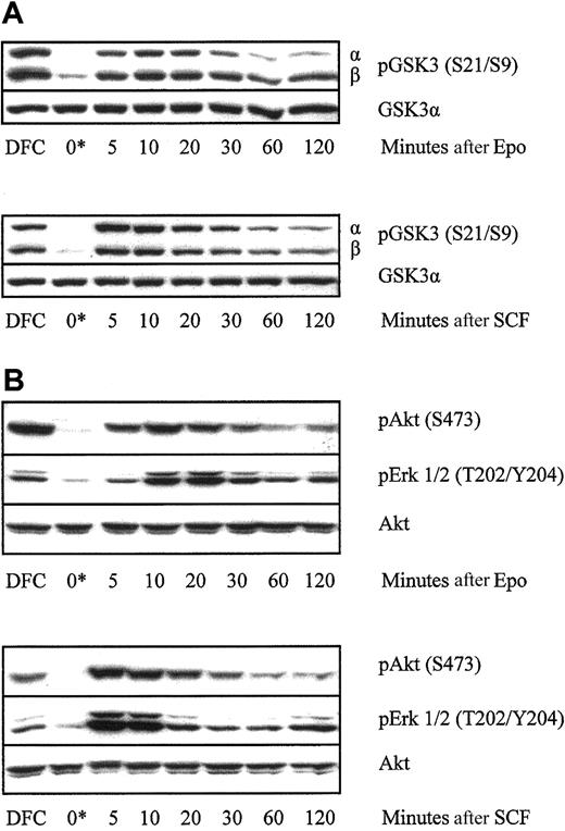 Fig. 1. Time course of phosphorylation of GSK3, Akt, and MAP kinase in primary human erythroblasts after growth factor withdrawal and re-exposure to Epo or SCF. / Primary human erythroblasts on day 6 of culture were either lysed direct from culture (DFC) or were washed and incubated in medium without growth factors for 2 hours (0*). Cells were then stimulated with either Epo 20 U/mL or SCF 100 ng/mL as indicated. Cell lysates were resolved using SDS-PAGE and probed on Western blot membranes using the indicated phosphospecific antibodies. The time course of phosphorylation of GSK3 (A) and Akt and MAP kinase (B) in a representative experiment of 4 performed is shown.