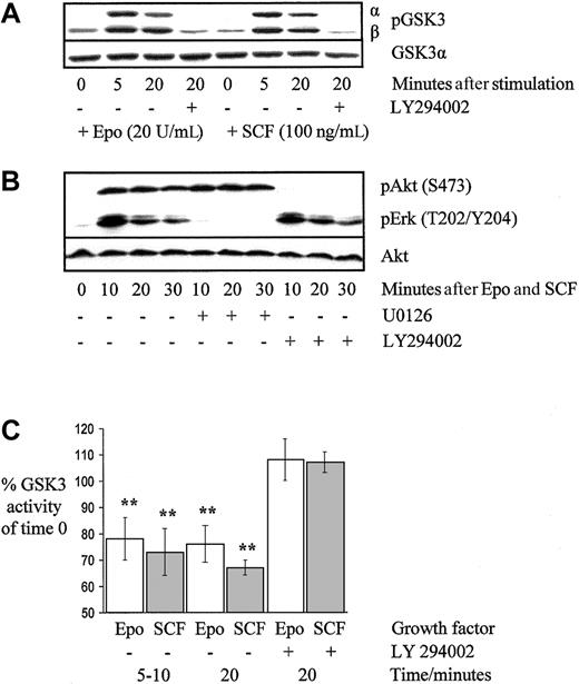 Fig. 2. GSK3 and Akt phosphorylation are PI3K dependent and phosphorylation of MAP kinase is Mek1 dependent in primary human erythroblasts. / Epo and SCF suppress GSK3 activity. Erythroblasts on day 6 of culture were deprived of growth factors for 2 hours before stimulation with Epo 20 U/mL, SCF 100 ng/mL, or both together as indicated, either with or without LY294002 (25 μM) or U0126 (10 μM) as indicated. Cell lysates were resolved using SDS-PAGE and probed on Western blot membranes using phosphospecific antibodies. The effect of PI3K blockade on GSK3 (A) and Akt phosphorylation (B) in a representative experiment of 4 performed is shown in addition to the effect of Mek1 blockade on MAP kinase phosphorylation (B). For kinase assays (C), erythroid progenitors on day 5 to 7 of culture were washed and incubated in medium without growth factors for 1 to 2 hours before stimulation with either Epo 20 U/mL or SCF 100 ng/mL. Kinase activity was determined at the times shown, either with or without preincubation with the PI3K inhibitor LY294002. The means and SEs are shown for 4 experiments (** denotes P < .05).