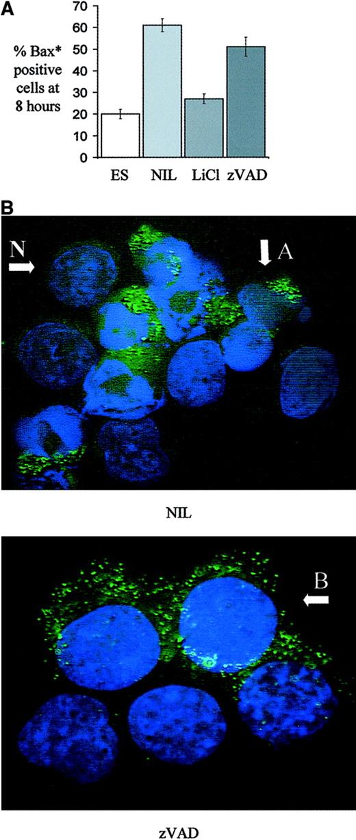 Fig. 6. The effect of various treatments of human erythroblasts on the appearance of the conformational form of Bax associated with apoptosis. / Human erythroblasts on day 5 to 7 of culture were treated for 8 hours with medium containing either Epo 2 U/mL and SCF 20 ng/mL, no growth factors, no growth factors and LiCl (20 mM), or no growth factors and zVAD-FMK (100 μM). (A) Cells in cytospin preparations were immunostained with a conformation sensitive anti-Bax* antibody and the mean percentage ± SEM of positive cells after 8 hours is shown (n = 3). (B) Anti-Bax* immunostained cells were mounted in medium containing DAPI to visualize nuclear material. After 8 hours in growth factor–deprived conditions (NIL), apoptotic Bax*-positive cells with condensed nuclei are seen, indicated by A, as well as viable Bax*-negative cells with normal nuclear morphology, indicated by N, (× 100 oil objective). After 8 hours in the zVAD condition, although nuclear morphology remains normal in all cells, many are seen to be Bax* positive, indicated by B, (× 100 oil objective, zoom × 1.5).