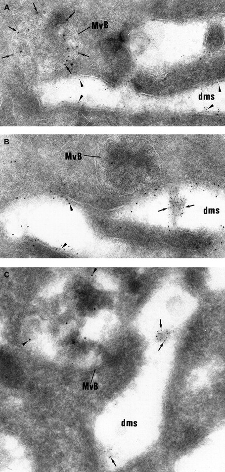 Fig. 6. Double labeling experiments showing that vWF and P-selectin follow a distinct intracellular route. / (A) The electron lucent elongated structures display immunolabeling for GPIb (5 nm gold) and can be identified as demarcation membranes. They do not express P-selectin (10 nm gold), which is detected in multivesicular bodies (MvB). (B) vWF immunolabeling (5 nm gold) is detected in the lumen of the demarcation membrane system cisternae, which also express heavy labeling for GPIb (10 nm gold). The multivesicular bodies (MvB) are devoid of vWF labeling. (C) vWF (5-nm gold particles) is found within elongated cisternae of the demarcation membrane system, whereas P-selectin (10-nm gold particles) is detected in multivesicular bodies (MvB). (Panels A-C, original magnification × 65 100.)