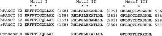 Fig. 1. Motifs conserved among FANCC homologs. / Human (hFANCC), mouse (mFANCC), bovine (bFANCC), and rat (rFANCC) are compared. Bold letters correspond to identical amino acids. X indicates nonconserved residue. The number of residues between the different motifs is indicated in parentheses. The asterisks indicate the positions at which alanine substitutions were made.