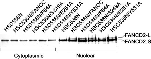 Fig. 3. Effects of alanine-substituted FANCCmutations on activation of FANCD2. / The indicated lymphoblast lines were lysed and fractionated into cytoplasmic and nuclear fractions. Equal amounts from each fraction were analyzed by immunoblotting with antibody against FANCD2. The high-molecular-weight isoform, FANCD2-L, represents the activated FANCD2. All samples were analyzed for β-tubulin levels to ensure effective cellular fractionation.