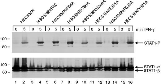 Fig. 4. Effects of alanine-substituted FANCCmutations on STAT1 phosphorylation in HSC536N cells. / Upper panel: The HSC536N FANCC mutant cells (lanes 5-16) were exposed to 1 ng/mL IFN-γ for times indicated and compared to HSC536N cells (lanes 1 and 2) as well as HSC536N/FANCC cells complemented by transduction with wild-type FANCC (lanes 3 and 4). Cell lysates were separated by SDS-PAGE in a 7.5% polyacrylamide gel and immunoblotted with an antibody specific for STAT1 protein phosphorylated on Y701. Lower panel: The blot described in the upper panel was stripped and reprobed for total STAT1 protein.