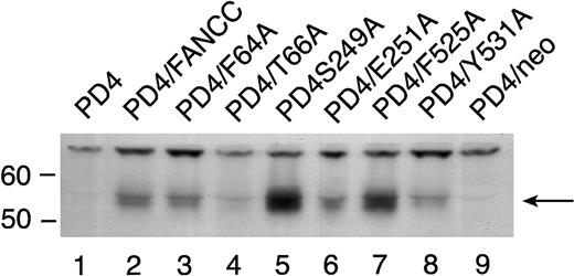 Fig. 5. Expression of alanine-substituted FANCC mutant protein in PD4 cells. / PD4 cell lysates (100 μg each) were subjected to SDS-PAGE in a 10% polyacrylamide gel. PD4 alanine-substituted mutant cells (lanes 3-8) were compared to PD4 cells (lane 1), PD4/FANCC cells complemented with wild-type FANCC (lane 2), and PD4/neo cells transduced with vector alone (lane 9). The immunoblot was probed with rabbit polyclonal antiserum generated against the N-terminus of the FANCC protein.