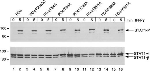 Fig. 6. Effects of alanine-substituted FANCCmutations on STAT1 phosphorylation in PD4 cells. / Upper panel: PD4 alanine-substituted FANCC mutant cells (lanes 5-16) were exposed to 1 ng/mL IFN-γ for times indicated and compared to PD4 cells (lanes 1 and 2) as well as PD4/FANCC cells complemented by transduction with wild-type FANCC (lanes 3 and 4). Cell lysates were separated by SDS-PAGE in a 7.5% polyacrylamide gel and immunoblotted with an antibody specific for tyrosine phosphorylated STAT1 protein. Lower panel: The blot described in the upper panel was stripped and reprobed for total STAT1 protein.