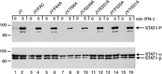 Fig. 7. Effects of alanine-substituted FANCCmutations on STAT1 phosphorylation in normal JY cells. / Upper panel: JY alanine-substituted FANCC mutant cells (lanes 5-16) were exposed to 1 ng/mL IFN-γ for times indicated, and compared to JY cells (lanes 1 and 2) as well as JY/FANCC cells transduced with wild-type FANCC (lanes 3 and 4). Cell lysates were separated by SDS-PAGE in a 7.5% polyacrylamide gel and immunoblotted with an antibody to tyrosine phosphorylated STAT1. Lower panel: The blot described in the upper panel was stripped and reprobed with an antibody to total STAT1 protein. Reduced amounts of phosphorylated STAT1 in lanes 8 and 10 appear to be a result of reduced total STAT1 protein in this experiment. In all subsequent experiments this particular finding was not noted.