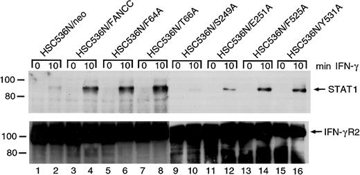 Fig. 8. Effect of alanine-substituted FANCCmutations on IFN-γ–induced formation of STAT1–IFN-γRα complex in B lymphocytes. / Cells were stimulated with IFN-γ for 10 minutes and solubilized in digitonin lysis buffer as described in “Materials and methods.” The WCLs were then incubated with anti–IFN-γRα antibody. The immunoprecipitates were analyzed by SDS-PAGE followed by immunoblotting. Upper panel: Cell lysates prepared from HSC536N isogenic lines were immunoprecipitated with anti–IFN-γRα and probed with anti-STAT1 monoclonal antibody. Lower panel: The blot described in the top panel was stripped and reprobed with anti–IFN-γRα.
