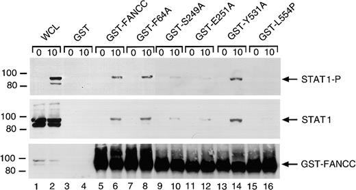 Fig. 9. Two alanine-substituted FANCC mutations suppress IFN-γ–induced association of FANCC and STAT1 in B lymphocytes. / WCLs of JY cells stimulated with IFN-γ for 10 minutes (1 mg protein) were incubated with yeast-expressed GST-fusion proteins (10 μg) bound to glutathione-Sepharose beads. The glutathione-Sepharose affinity precipitates were analyzed by SDS-PAGE followed by immunoblotting. Upper panel: The Western blot was probed with antibodies to P-STAT1. Middle panel: The blot described in the top panel was stripped and reprobed with anti-STAT1 antibody. Lower panel: The same blot was reprobed with anti-FANCC to verify the input of the GST-fusion proteins. Lanes 1 and 2 were run as WCLs (60 μg of total proteins each) to show the effects of IFN-γ on expression and activation of STAT1.