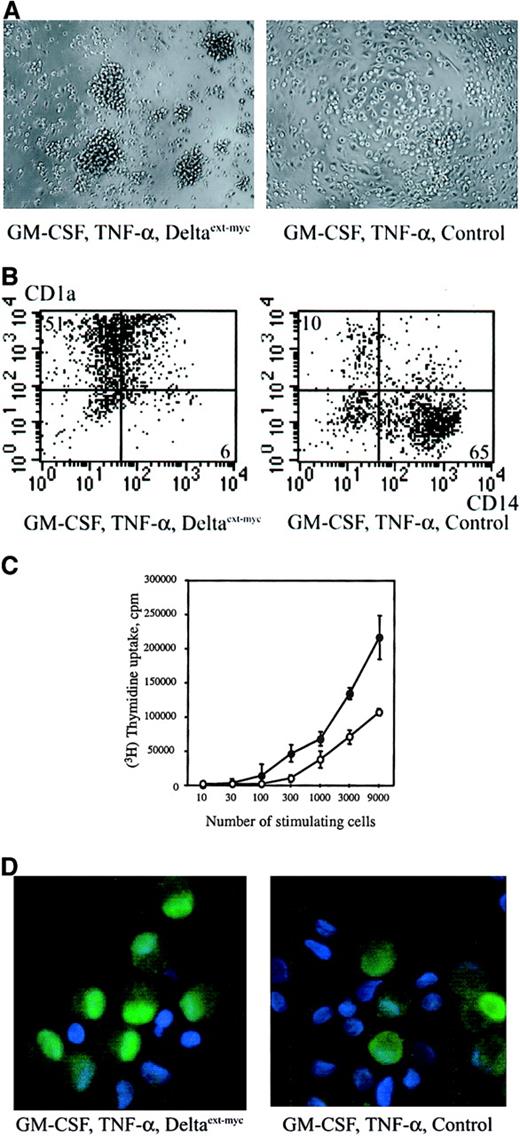 Fig. 3. Effect of immobilized Deltaext-myc on differentiation of CD34+ cell-derived macrophage/dendritic precursors. / Cells were generated from CD34+ cell-derived CD1a−CD14+ cells cultured for 8 days with GM-CSF, TNF-α, and either 1 μg/mL Deltaext-myc or control medium. All tissue culture wells were coated with anti-myc antibody, 9E10 F(ab′)2, to attach myc-containing Deltaext-myc to the plastic surface. (A) Phase contrast microscopy of cultured cells (original magnification × 100). (B) CD14 and CD1a expression profile of cultured cells. The x-axis represents log fluorescence intensity for CD14 (My4) and the y-axis represents log fluorescence intensity for CD1a. One representative experiment of 4 is shown. (C) MLR-stimulatory capacity of cells from cultures containing 1 μg/mL Deltaext-myc (●) or control medium (○). Values are the mean ± SD obtained from triplicate cultures. One representative experiment of 3 is shown. (D) Cells were stained with anti-RelB antibody (see “Materials and methods”) and nuclei were counterstained with DAPI (original magnification × 40).