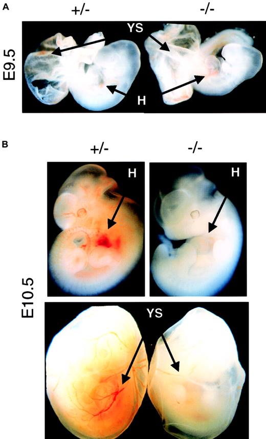 Fig. 1. Defective erythropoiesis in Epo−/− and EpoR−/− embryos. / (A) Comparing the amount of red blood cells in the heart (H) and yolk sac (YS) regions of E9.5 mutant embryos (−/−) with age-matched control embryos (+/− ). Normal levels of EryP can be detected in both types of mutant embryos. Original magnification × 10. (B) Epo−/− or EpoR−/− embryos isolated at E10.5 or later showed profound decreases in levels of erythropoiesis in both the embryo proper and the yolk sac. Epo and EpoR null mutants had identical erythropoietic phenotypes at all stages studied. Original magnification × 10.