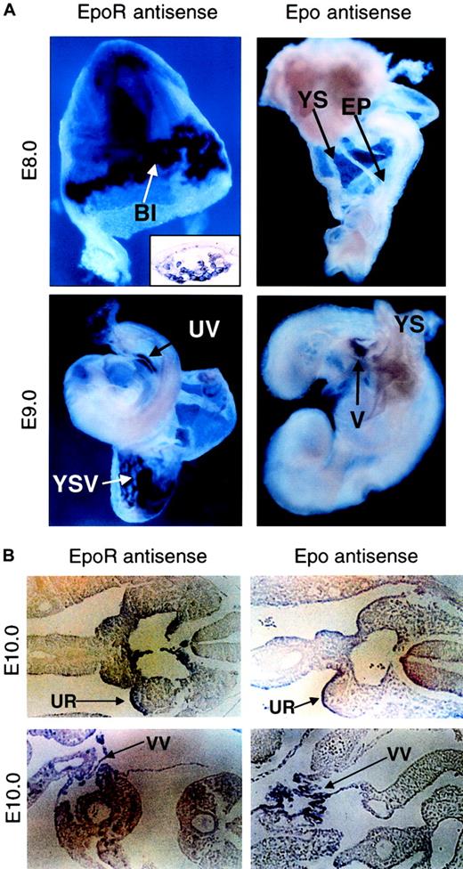 Fig. 2. Epo and EpoR gene expression are spatially and temporally segregated. / (A) Expression of EpoR and Epo at E8.0 (upper panel) and at E9.0 (lower panel), as detected by whole-mount in situ hybridization. EpoR expression starts in the blood islands of the yolk sac (top left). Histologic sections confirmed that EpoR staining is confined to the cells in the blood islands of the yolk sac (inset). At E9.0, EpoR expression can be observed in the vasculature of the yolk sac and in the embryo proper (lower left). No Epo expression can be detected in the yolk sac or the embryo proper at E8.0 or earlier (top right). Epo expression starts at approximately E9.0, when staining is present in the vitelline of the embryo proper but is not present in the yolk sac (lower right). Original magnifications, all main panels, × 10; original magnification, inset, × 40. (B) Histologic section showing EpoR and Epo expression present in the urogenital ridges in the AGM region of the embryo proper at E10.0 (upper panels). Positive staining of EpoR and Epo can also be observed in the vitelline vessels leading to the hepatic primordium (lower panels). Sense strand probes derived from either Epo or EpoR were used on littermate controls, and nonspecific binding was not observed (data not shown). Original magnifications, all panels, × 20. BI indicates yolk sac blood islands; YS, yolk sac; EP, embryo proper; UV, umbilical vein; YSV, vasculature of the yolk sac; V, vitelline; UR, urogenital ridge; VV, vitelline vessel.