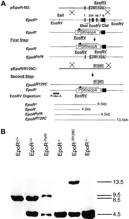 Fig. 3. Introducing the constitutively active mutant of EpoR into the endogenous EpoR locus. / (A) Targeting of EpoRR129C mutation into the endogenous EpoR locus was performed using a double replacement. In the first step, pEpoR-M2 construct was used to replace the WT allele of the EpoR to generate EpoRhytk/− ES cells. For the second step, pEpoRR129C construct was electroporated into the EpoRhytk/− ES to replace the EpoRhytk allele. Predicted restriction fragments by EcoRV digestion were indicated. (B) Southern blot analysis for knock-in event. Genomic DNA was isolated and digested with EcoRV. Southern blot was probed with an external probe A.